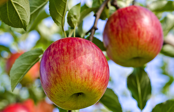 Fuji Apples