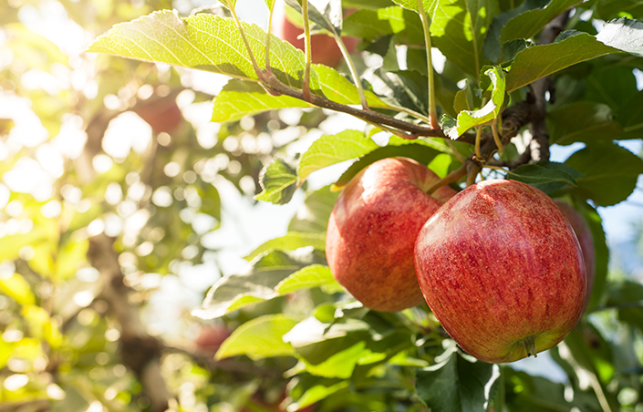 Gala Apples - Baker's Pack - Half Bushel – A FARM+HOUSE MARKET