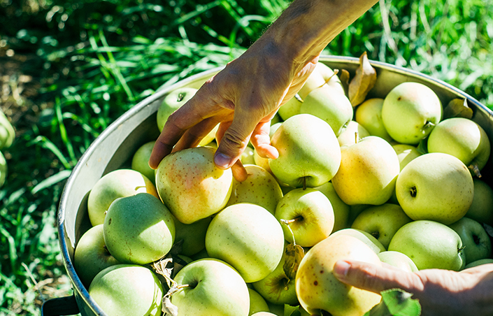 Tart & Green: Granny Smith Apples